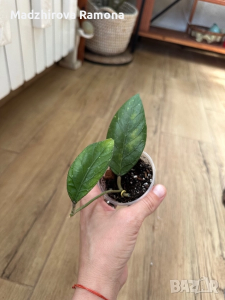 Hoya sp Aceh , снимка 1