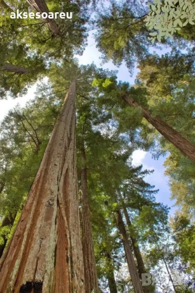 15 нови семена гигантска секвоя мамутово дърво sequoiadendron giganteum за декорация на двора  , снимка 1