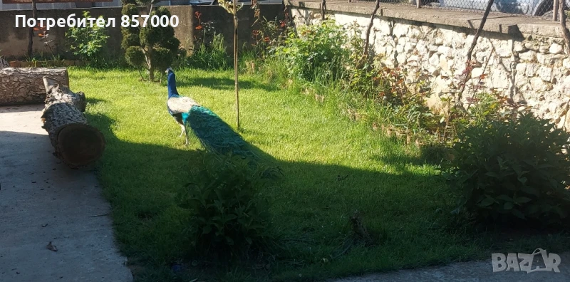 Индийски пауни - 2 чифта , снимка 1