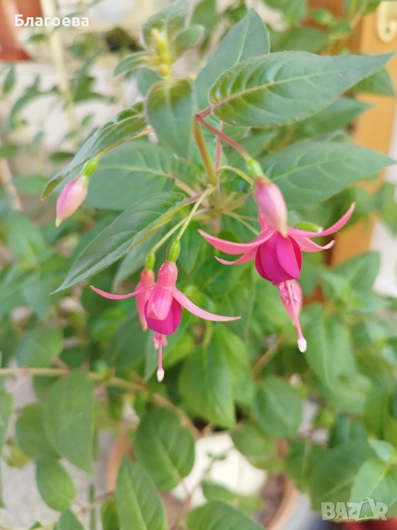 Обичка многогодишна/Фуксия Магеланика розова, снимка 1