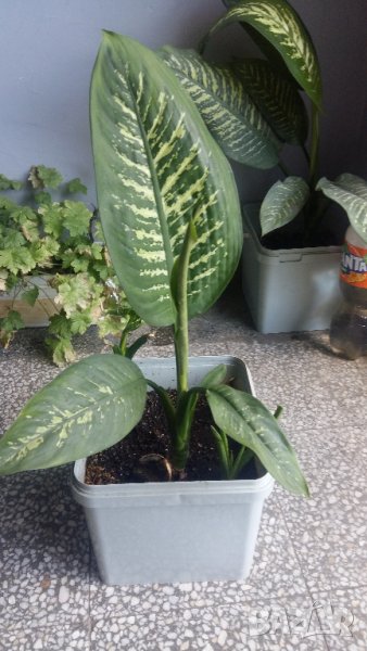 ПРОДАВАМ ТРИ ЦВЕТЯ, снимка 1