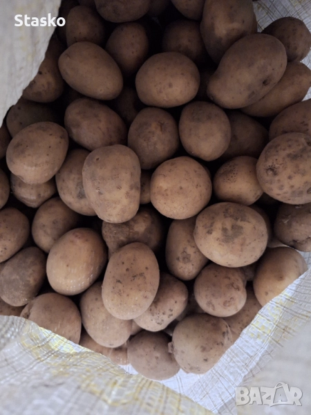 Картофи за семе, снимка 1