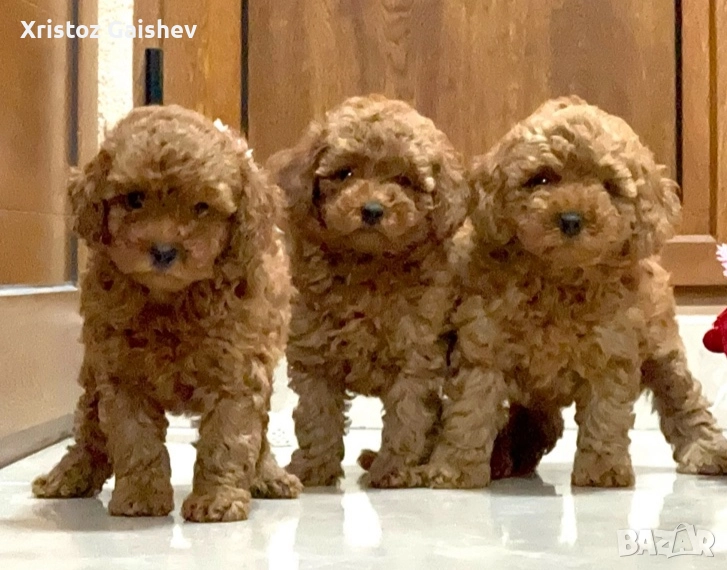 Той пудел Женски , снимка 1