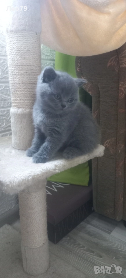 британска късокосместа 550лв , снимка 1