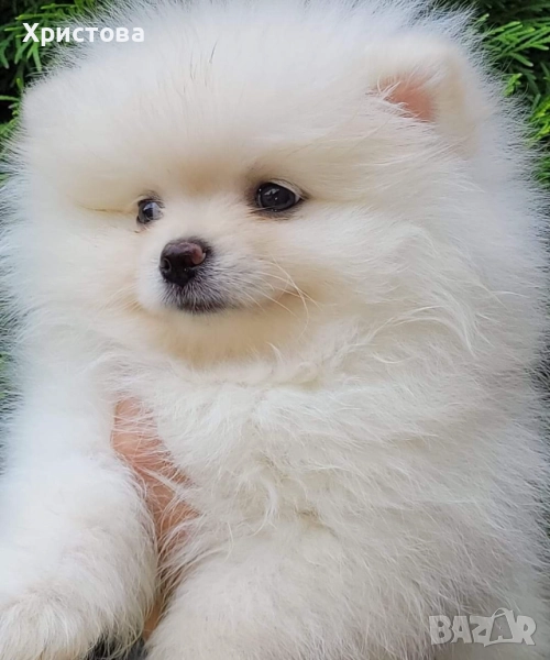   Две момченца на 55 дни, снимка 1