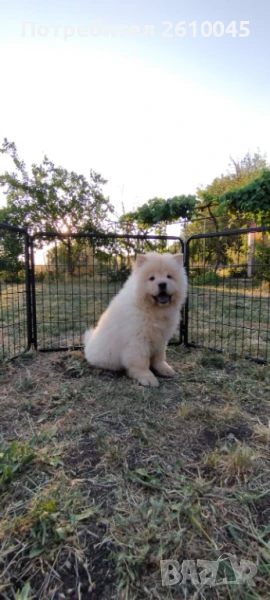 Чау чау момче, снимка 1