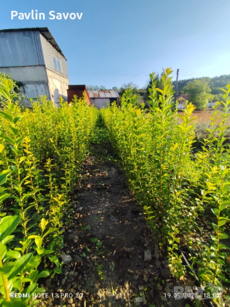 Лигуструм , снимка 1