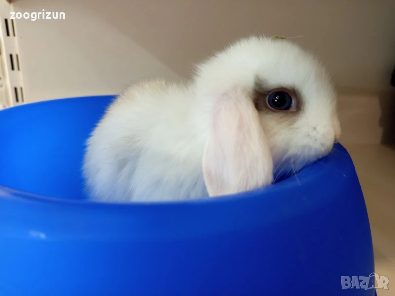 Декоративни зайчета на 50 дена.Лъвска глава ангора и мини рекс, снимка 1