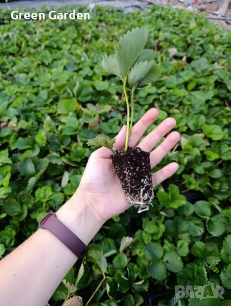 Ягоди - Мадам Муто, снимка 1