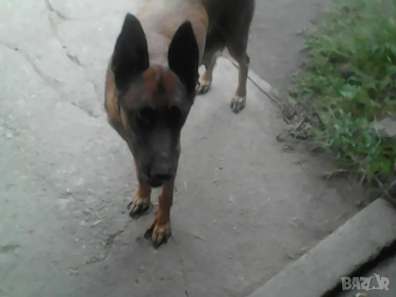 Продавам малки белгийски овчарки, снимка 1