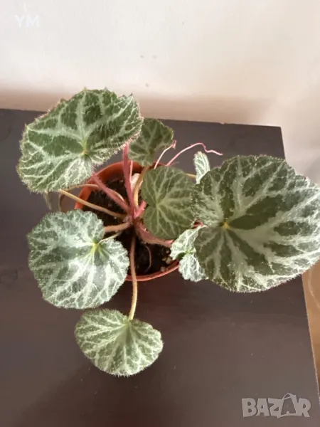 Saxifraga stolonifera , снимка 1