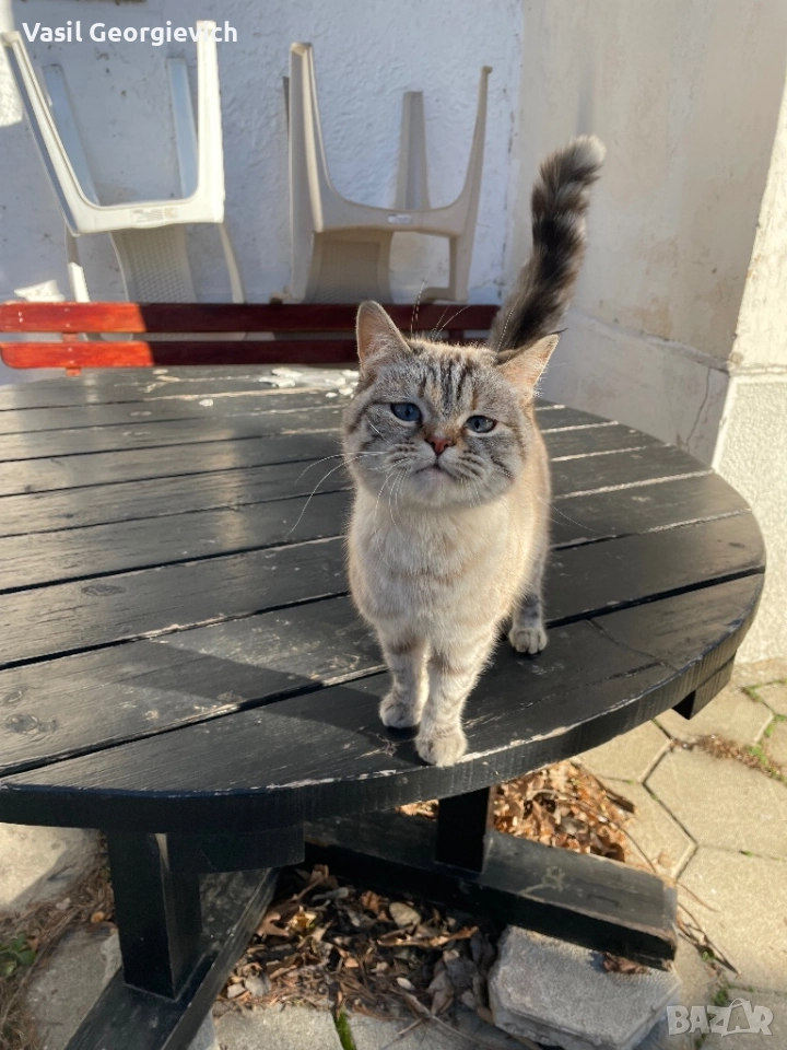 Уникална котка!, снимка 1