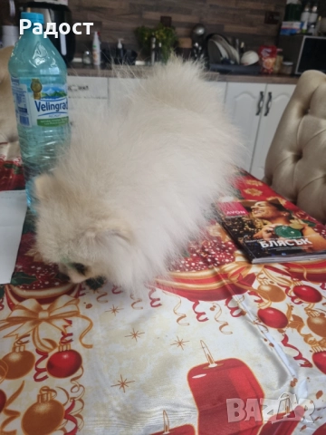 Померан бял мъжки, снимка 4 - Померан - 52466687