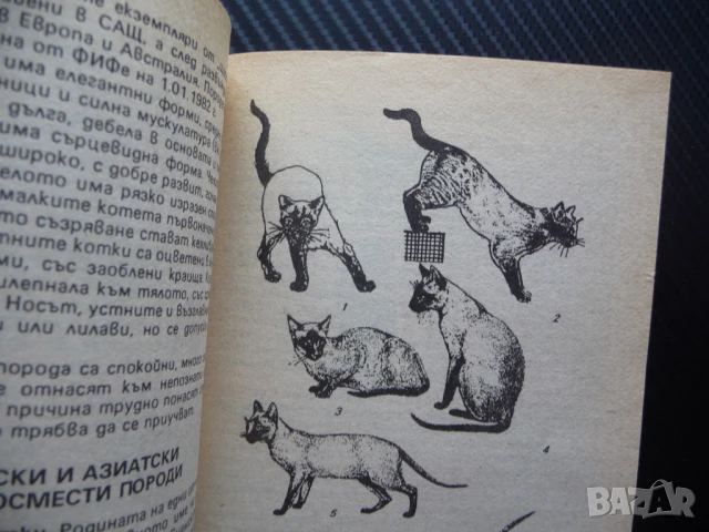 Знаете ли всичко за котката Веселин Денков котета котки мишки домашни любимци храна грижи, снимка 3 - Други - 50972241