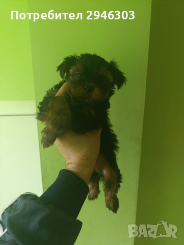 Йоркширски териери , снимка 6 - Йоркширски териер - 53280068