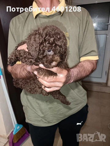 Пудел мини шоколад момче, снимка 2 - Пудели - 52889210
