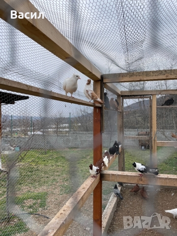 Карабаши, снимка 3 - Гълъби - 36048344