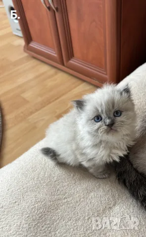 Мъжки котарак за Разплод, снимка 11 - Други - 55964066