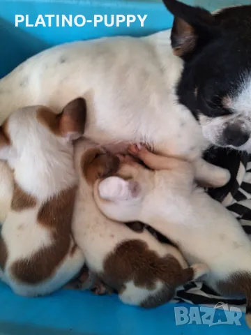 ЧИХУАХУА БЕБЕТА, снимка 5 - Чихуахуа - 49821847