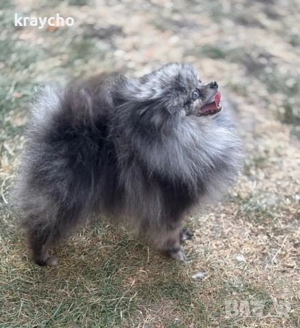 Померан мъжки