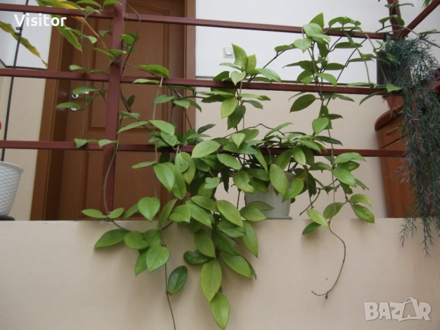 Fujifilm Finepix T350  14 MPx, снимка 14 - Фотоапарати - 53662722