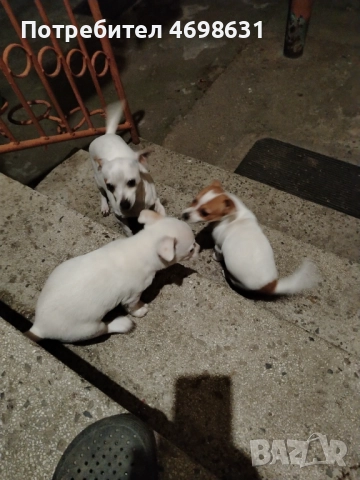 Чихоа, снимка 4 - Чихуахуа - 52967015