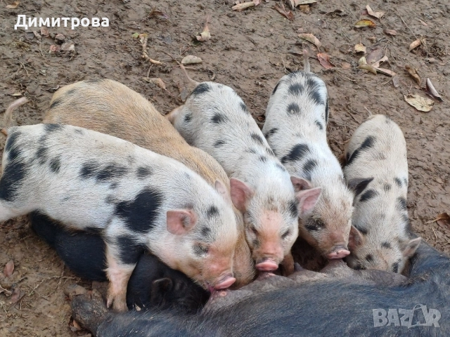 Виетнамски прасета, снимка 6 - Прасета - 51691763