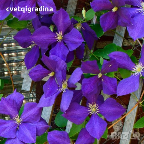 Clematis Jackmanii (Клематис Джакмани)