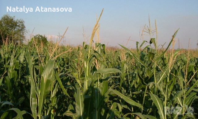 Селска къща Златия, снимка 12 - Къщи - 39719869