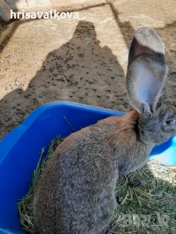 Белгийски великани, снимка 2 - Други - 48744936