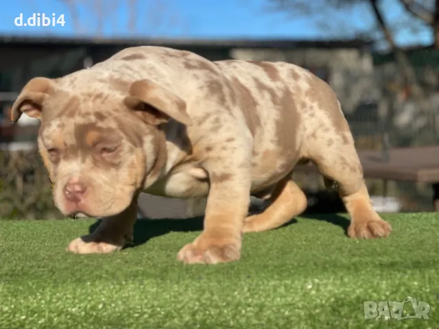 Американско Покет були, снимка 2 - Други - 48992661