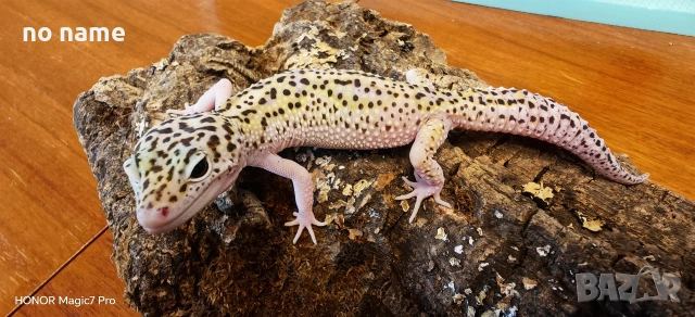 Леопардов гекон (Eublepharis macularius) , снимка 4 - Гекон - 52153005