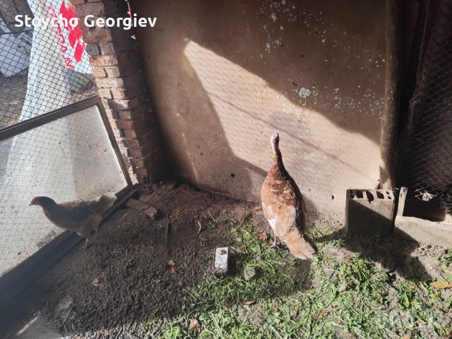 Пуйка за дамъзлък, снимка 2 - Кокошки и пуйки - 52838685