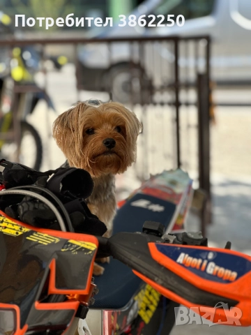 Търсим мъжки йоркширски териер (yorkie) за разплод., снимка 3 - Йоркширски териер - 52908374