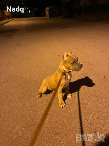 Amerikan bully XL, снимка 1