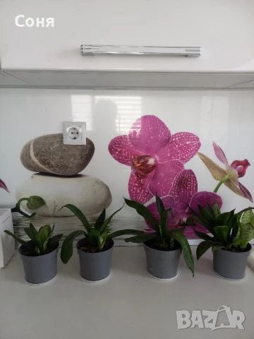 Сансевиера Хани