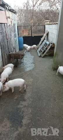 прасенца, снимка 5 - Прасета - 52814781