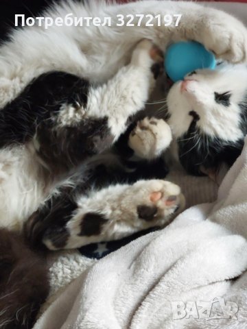 Интерактивна топка за котки/кучета и др. домашни любимци-имитира звуци на животни, снимка 5 - За котки - 41058859