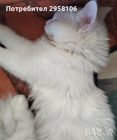 Персийска чинчила, снежно бяла, 6 мес., снимка 12 - Персийска - 53150542