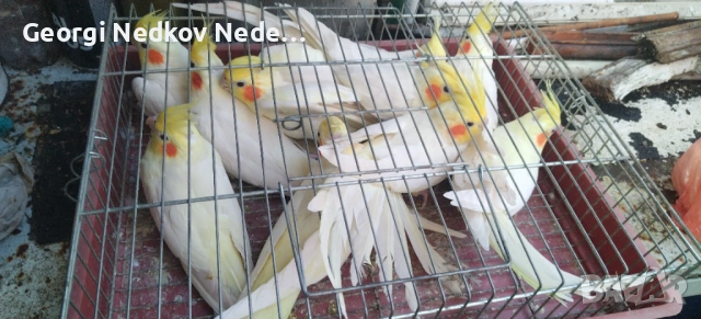 Продавам корели 