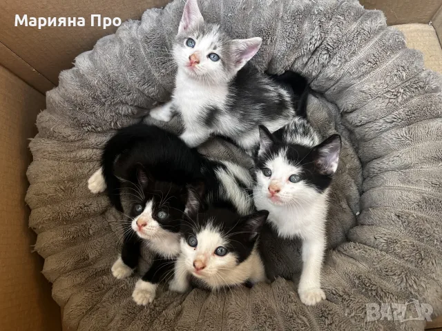 Подарявам малки котенца на 1 месец