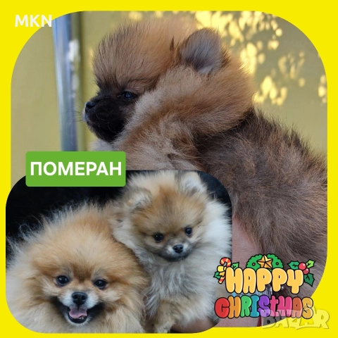 Померан с първа ваксина и паспорт 