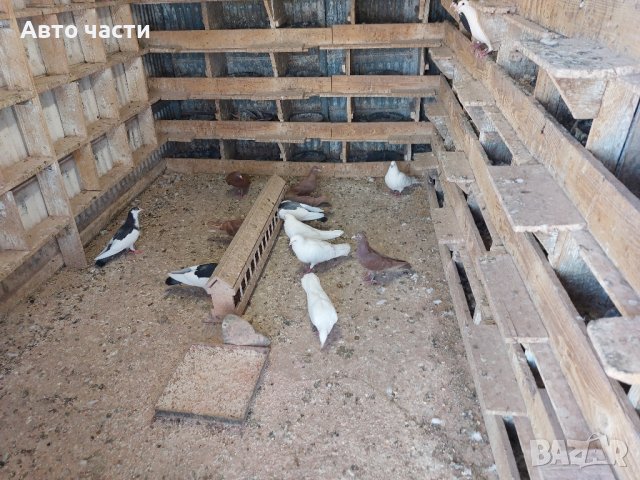 пазарджишки високолетачи.със добри полети, снимка 14 - Гълъби - 41818427