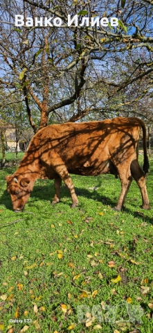 Свободни 6 редовни крави , снимка 13 - Крави - 52412161