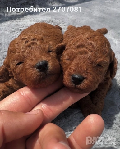 Мини пудел, снимка 2 - Пудели - 53082673