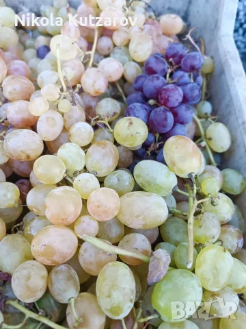 Продавам грозде букет - 0,75 евро/кг, снимка 3 - Домашни продукти - 56338629