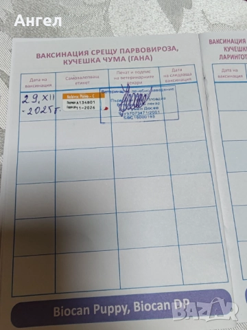 Померан, снимка 15 - Померан - 52946732