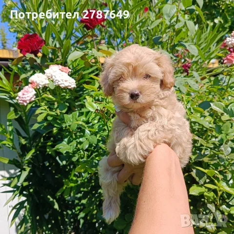 Малтипу момичета и момчета, снимка 2 - Пудели - 56005581