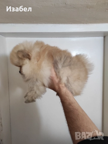 Женски померан , снимка 3 - Померан - 52904457