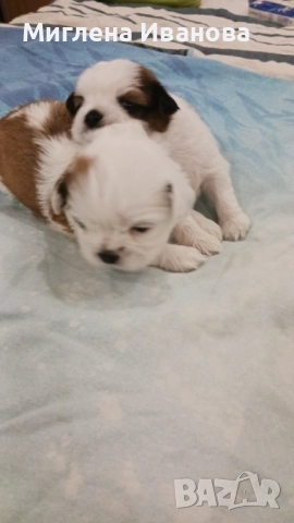 Ши тцу, снимка 13 - Ши Тцу - 52447041